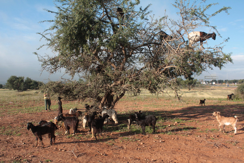 Excursion dans les oasis de Taroudant et Tiout avec déjeuner