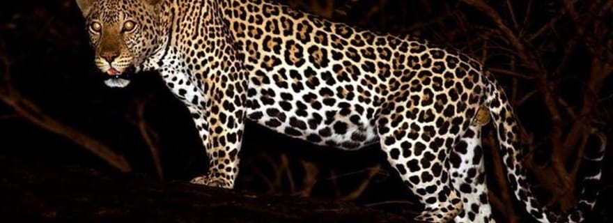 Découvrez Yala après la tombée de la nuit : safari nocturne de 2 heures