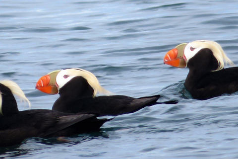 Homer, Alaska: Touring Kachemak Bay Tour