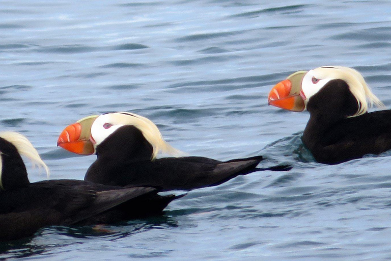 Homer, Alaska: Touring Kachemak Bay Tour