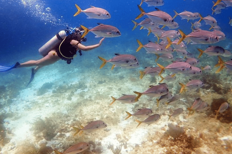 Punta Cana Catalina Island Scuba Diving & Beach Escape