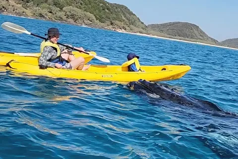 Whale Watching Ocean Kayak & Beach 4X4 Tour Noosa