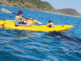 Whale Watching Ocean Kayak & Beach 4X4 Tour Noosa