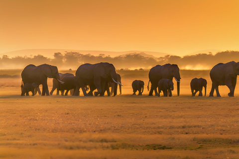 Séjour safari de 4 jours en Tanzanie à Noël et au Nouvel AnSéjour de 4 jours en Tanzanie pour Noël et le Nouvel An