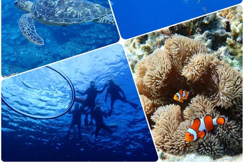Ishigaki Island: Snorkeling Tour with Sea Turtles - Image 2