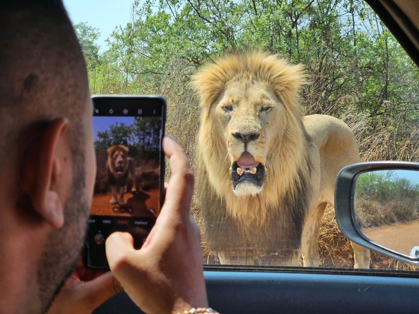 Rhino And Lion Park Safari And Cradle Maropeng Museum Getyourguide 