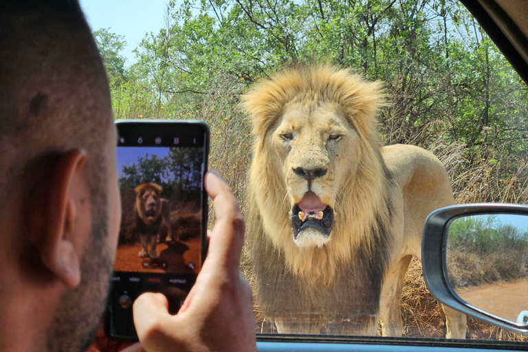 Rhino and Lion Park (Safari) and Cradle (Maropeng Museum) Private Tour