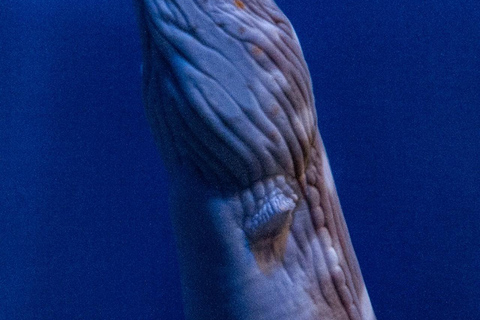 Río de Janeiro: ticket de entrada a AquaRio