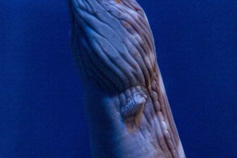 Río de Janeiro: ticket de entrada a AquaRio