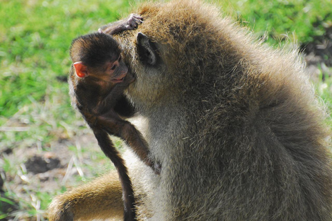 De Mombaça: Safari de 5 dias para Tsavo West, Amboseli e ...