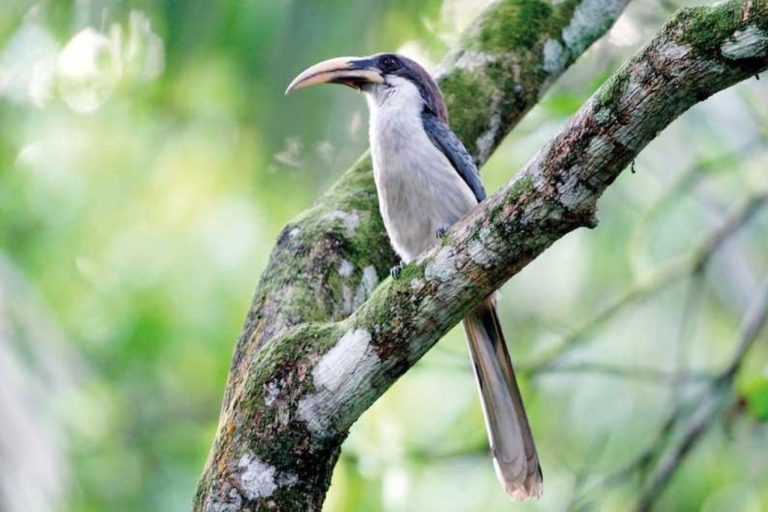 Van Kandy: vogelobservatietour naar Udawatte Kele Sanctuary