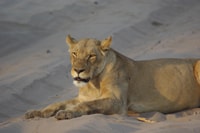 Hwange Full Day Safari Tour - Housity