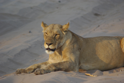 Hwange Ganztägige Safari TourHwange Ganztages-Safari-Tour