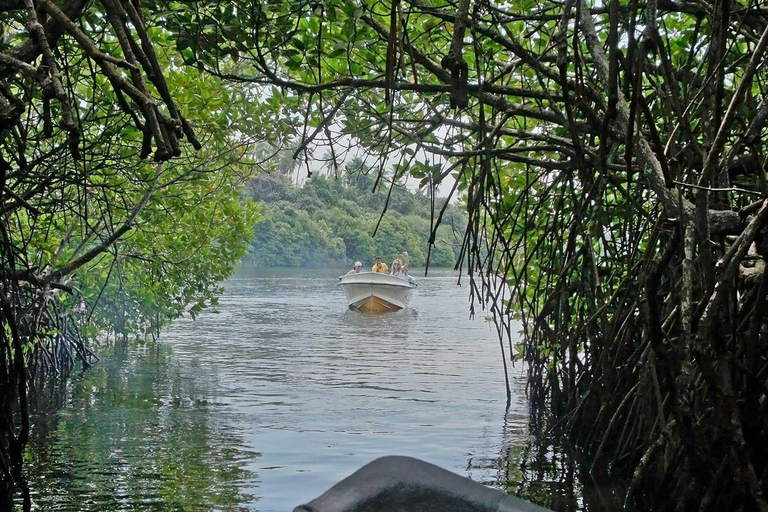Bentota: Madu River Safari, Turtle Conservation & Beach Day