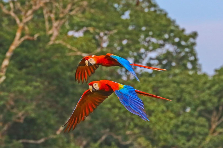 Alter do Chão: Amazon Wildlife Safari & Birdwatching Alter do Chão: Amazon Wildlife Safari & Birdwatching AM
