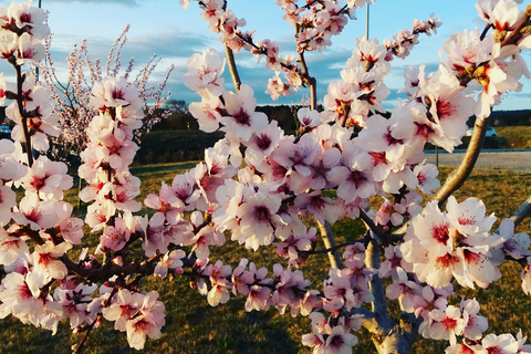 Aix-en-Provence: Guided tour of the Jardins du Roy and the Calisson Museum Le Roy René: guided tour of the King's Gardens and the Calisson Museum