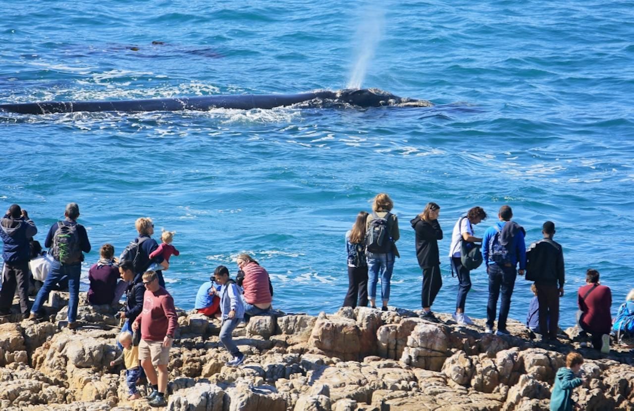 Hermanus: Walbeobachtungstour