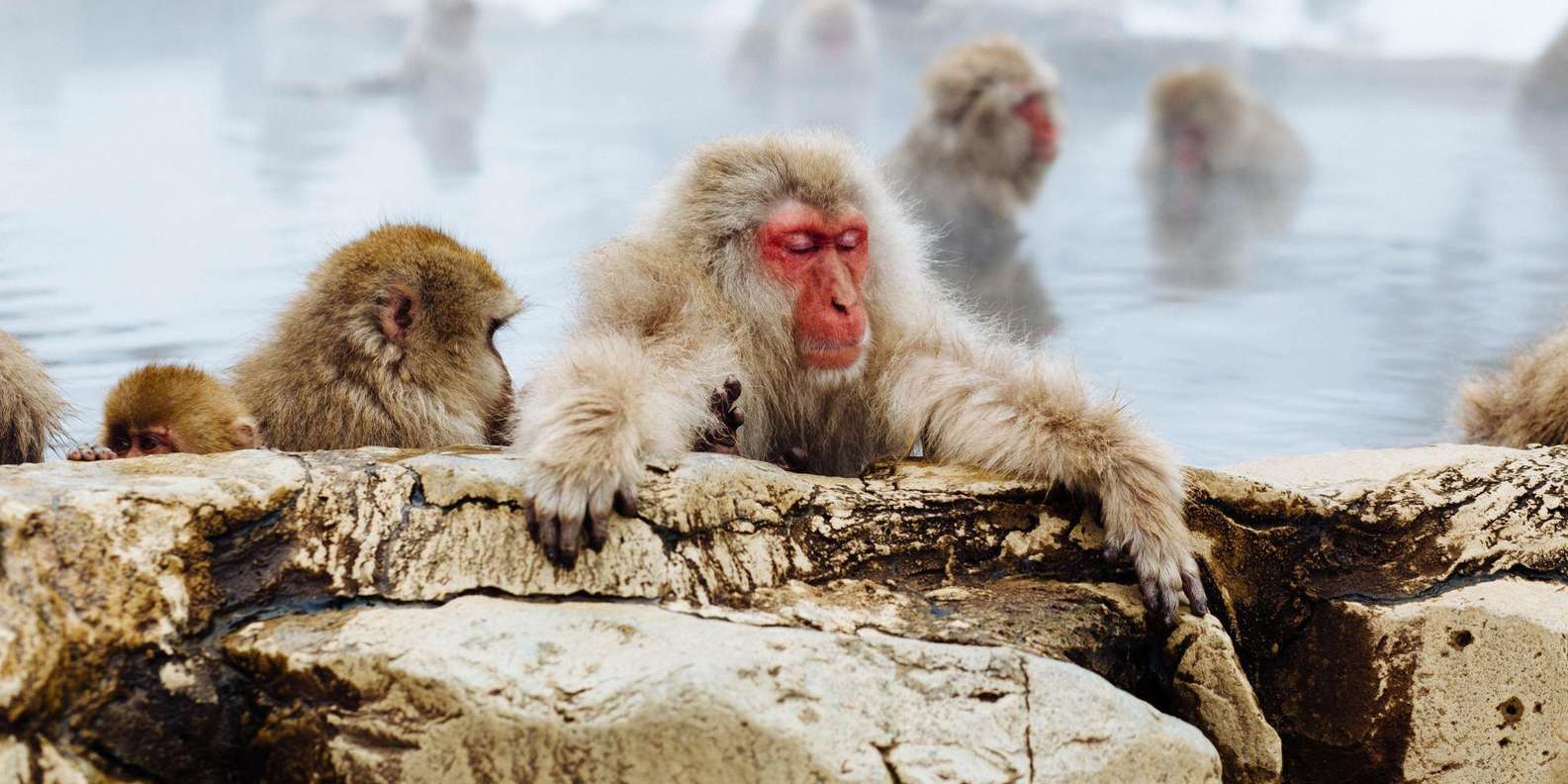 Private Snow Monkey Tour: From Nagano City / Ski Resorts