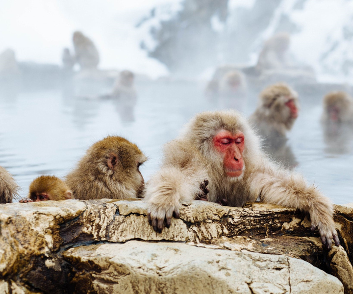 Private Snow Monkey Tour: From Nagano City / Ski Resorts