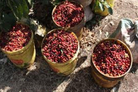 Arusha: Tour delle piantagioni di caffè con degustazione e ...