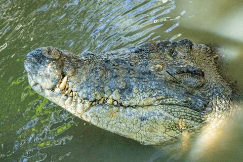 Port Douglas Wildlife Habitat Croc Feed Experiencia y Entrada