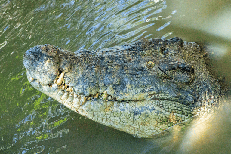 Port Douglas: Esperienza e ingresso al Wildlife Habitat Croc Feed