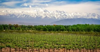Mendoza- Private Driver With modern Car- Make your Own tour. - Housity