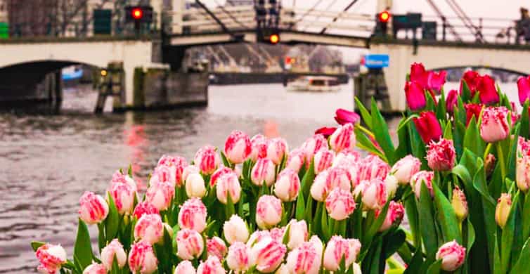 Amsterdam: Premium Tulip Boat Canal Tour photo 12