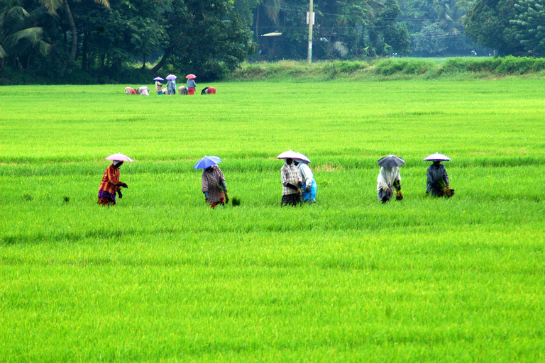 COLLINE E BACKWATERS DEL KERALA - 5 NOTTI / 6 GIORNI