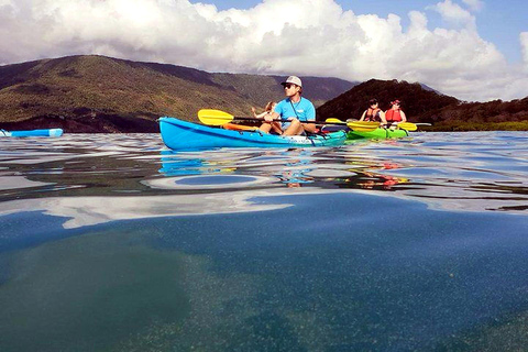 Palm Cove: Guided Half Day Turtle Kayak Tour