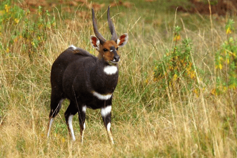 Äthiopien: 10-tägige Wildtier-Fototour mit Flügen