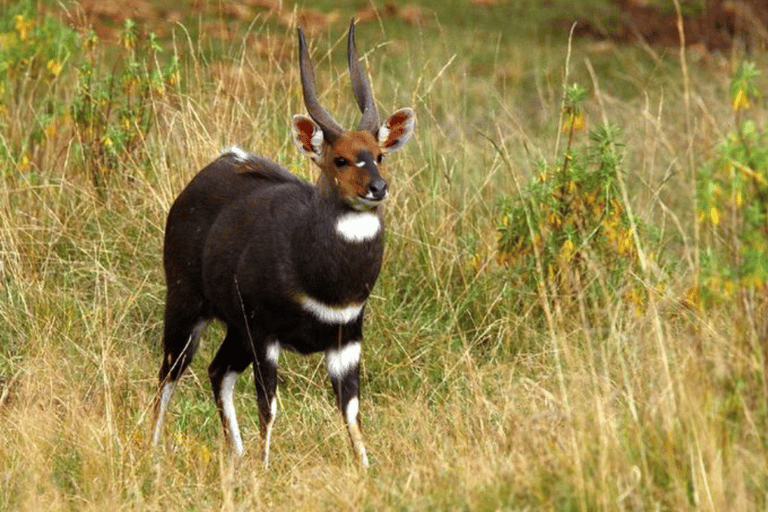 Äthiopien: 10-tägige Wildtier-Fototour mit Flügen