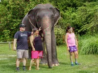 Kulen Elephant Forest Tour con recogida y caída del hotel - Housity