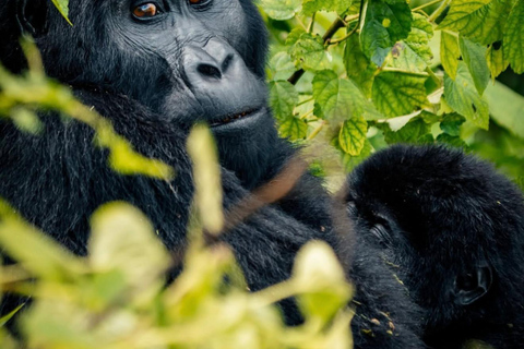 Kigali: 4-Day Rwanda Safari &amp; Uganda Gorilla Trekking