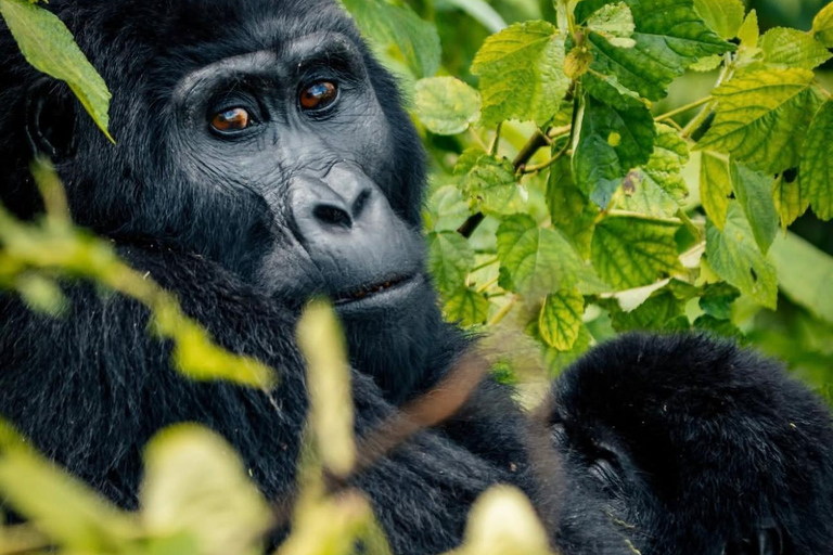 Kigali: 4-Day Rwanda Safari &amp; Uganda Gorilla Trekking