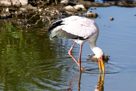 Lake Nakuru & Naivasha National Park Wildlife Highlights