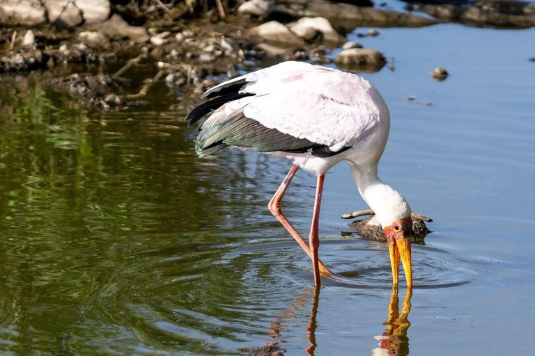 Lake Nakuru & Naivasha National Park Wildlife Highlights