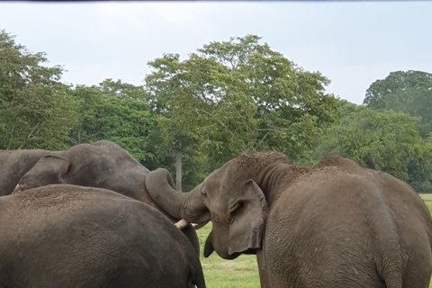 Minneriya National Park Jeep Safari - All Fees Included Minneriya NP Private Safari - Jeep & Entry fee- All included