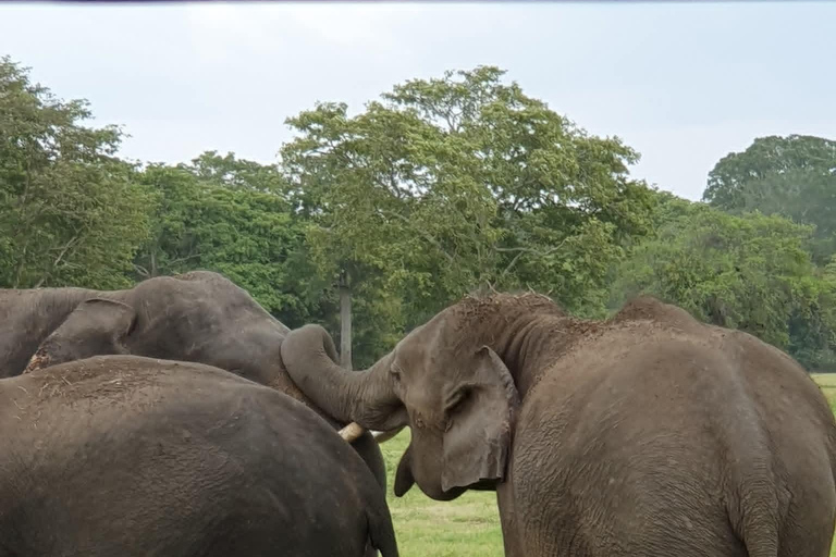 Minneriya National Park Jeep Safari - All Fees Included Minneriya NP Private Safari - Jeep & Entry fee- All included