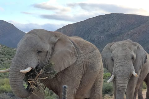Cape Town Sunset Safari,With Transport,Food and Park Fee.
