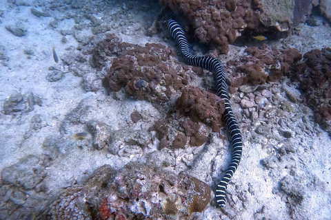 Dykning från fantastiskt korallrev i hjärtat av Phuket