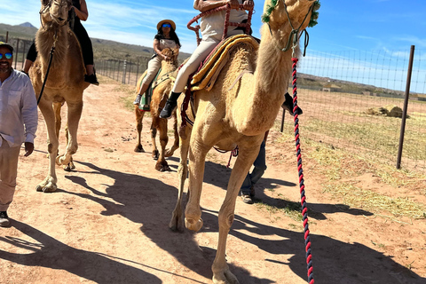 Las Vegas: Desert Camel Ride