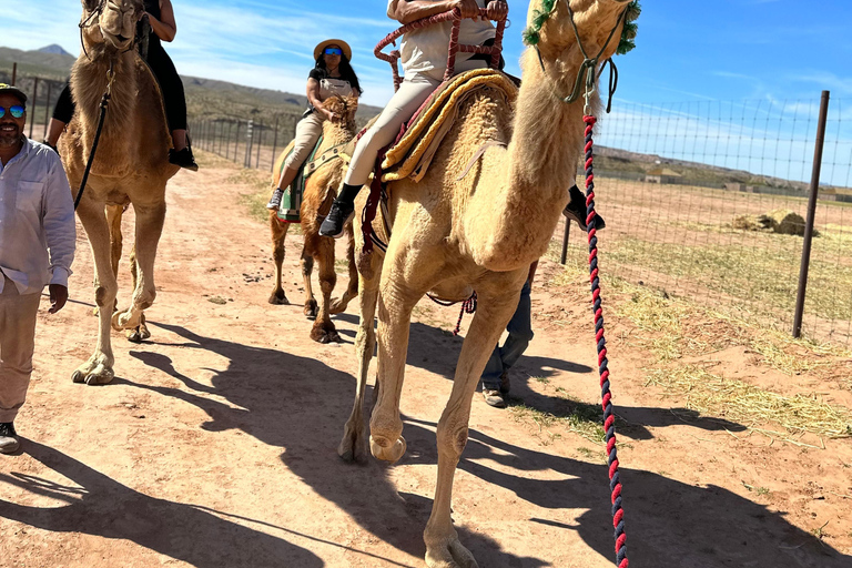 Las Vegas: Desert Camel Ride