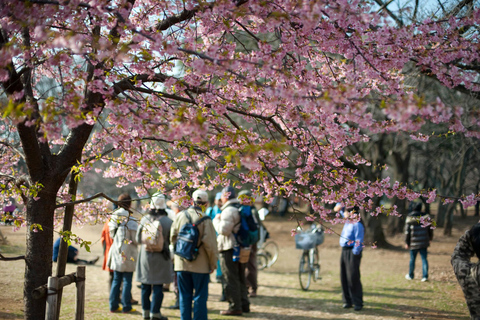 Tokyo Cherry Blossom Walking Tour & Hanami Experience