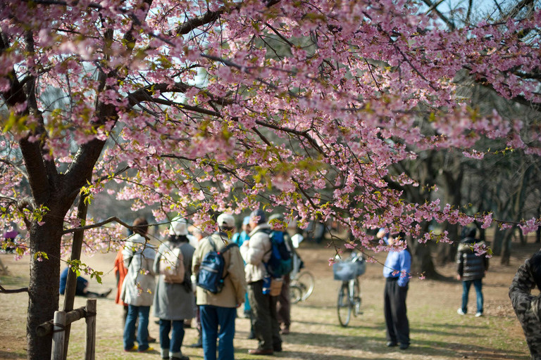 Tokyo Cherry Blossom Walking Tour & Hanami Experience