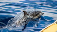 Azzorre, Whale Watching e Islet Boat Tour - Housity