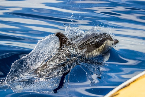Azores: avistamiento de ballenas y tour en barco al islote