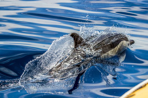 Açores : Observation de baleines et ilot en bateau