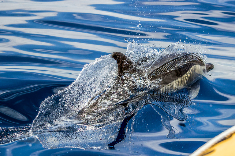 Azores: avistamiento de ballenas y tour en barco al islote