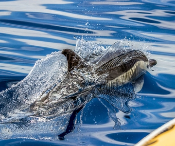 Azores: Whale Watching Boat Tour